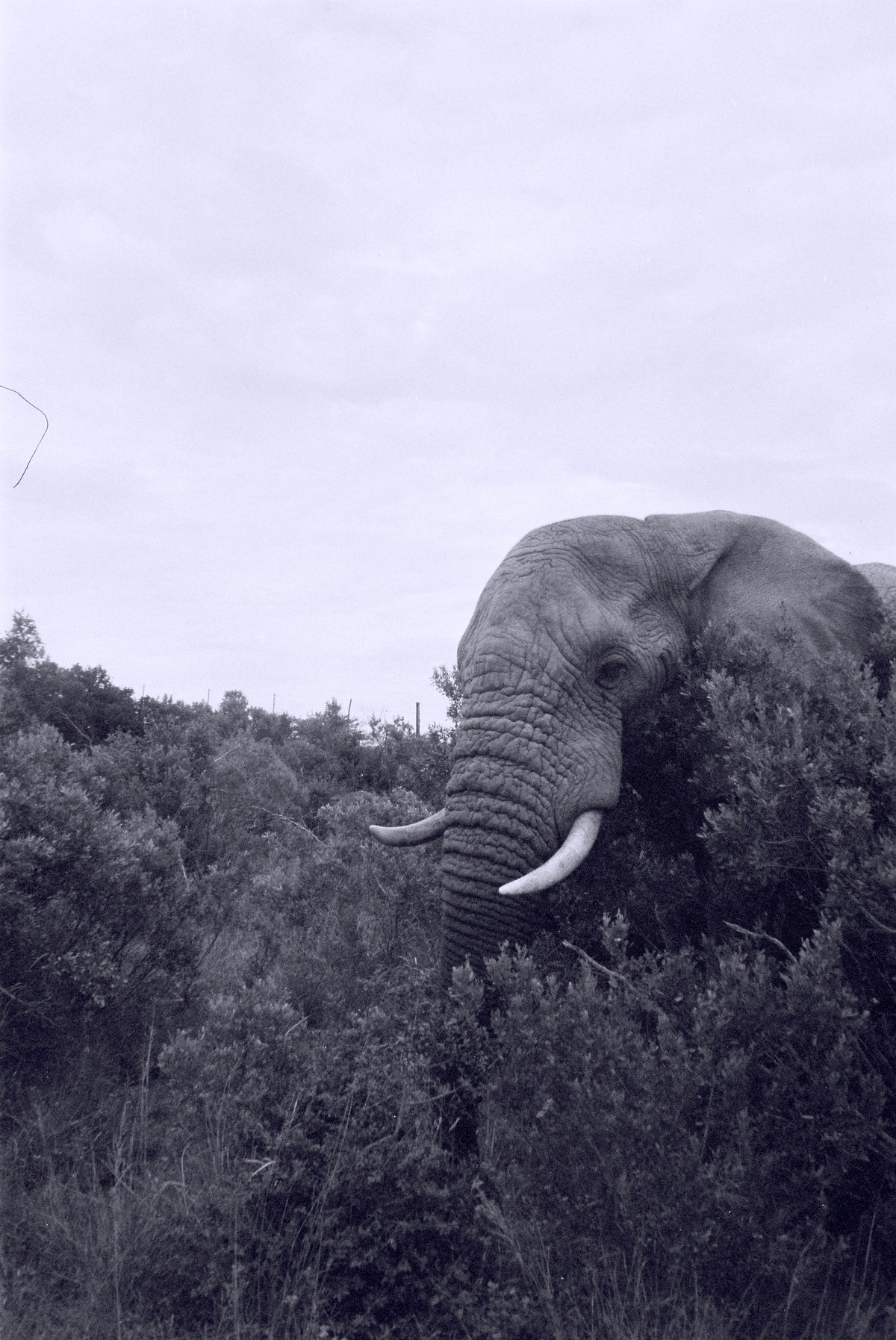 Éléphant dans les arbustes — Réserve de Kariega, Afrique du Sud, 2023
