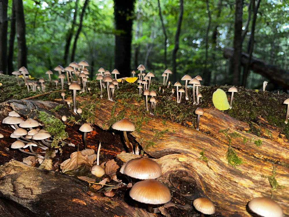Forêt Notre-Dame, Île-de-France, France, 2024