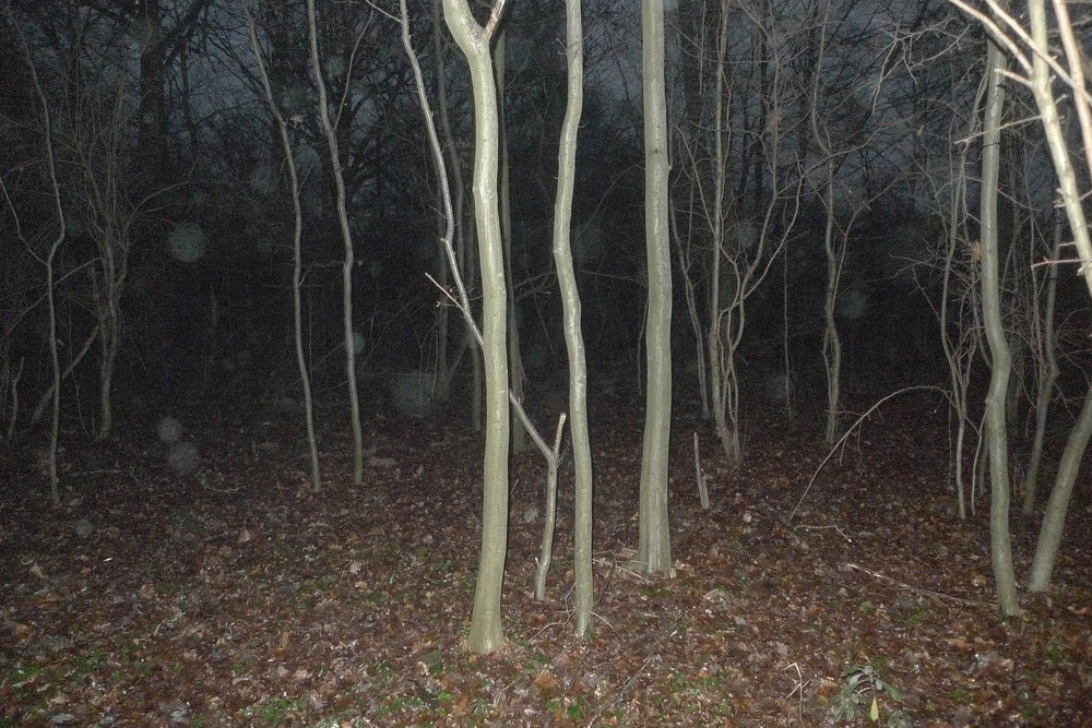 Forêt Notre-Dame, Île-de-France, France, 2024