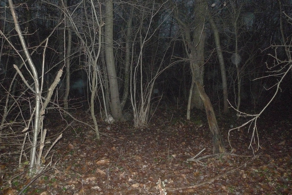 Forêt Notre-Dame, Île-de-France, France, 2024